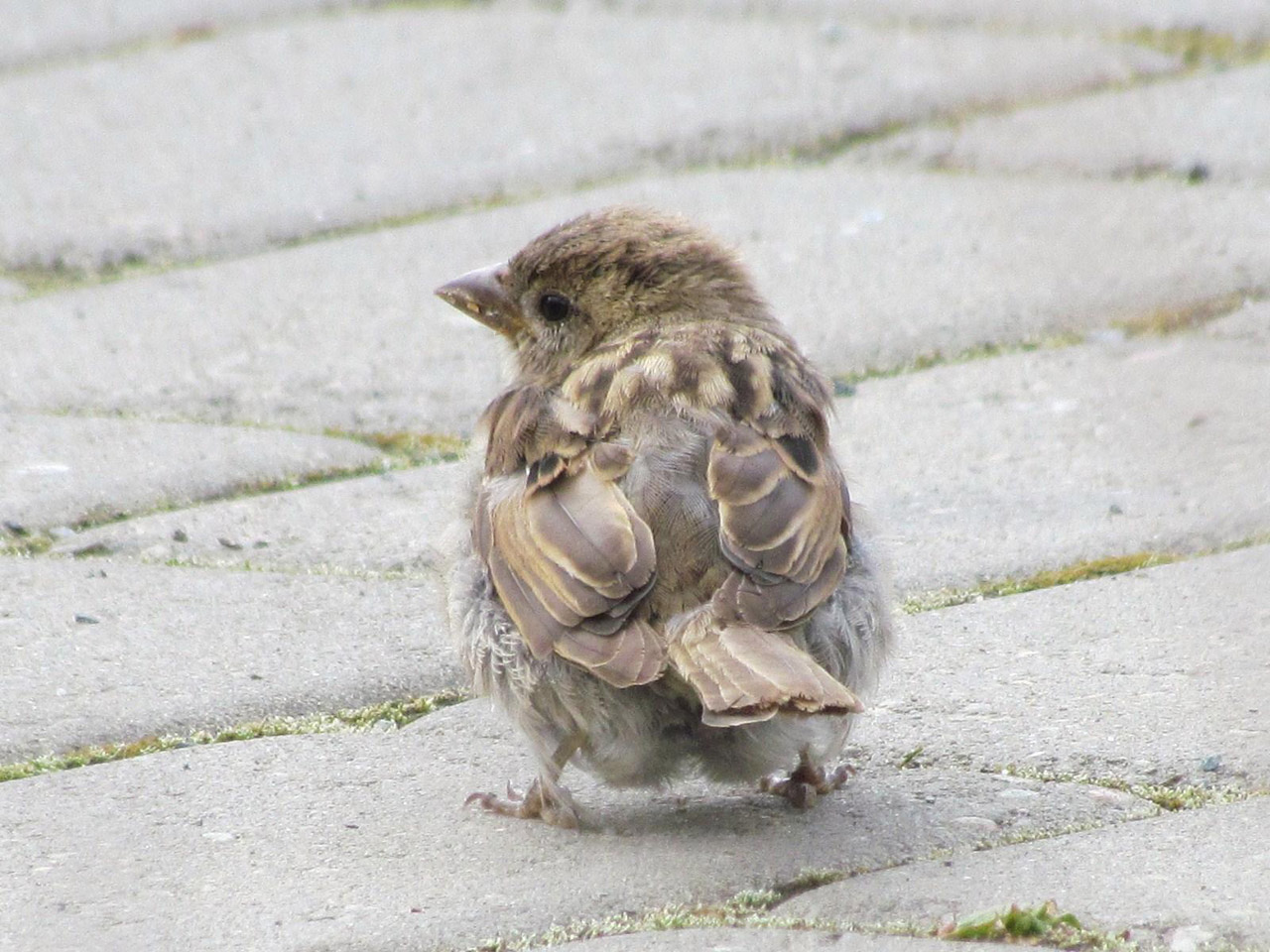 beautiful-sparrow.jpg